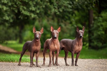 Mexico Dog Breeds