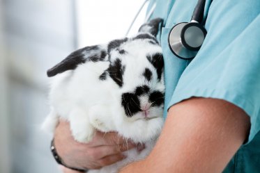 Health Problems in Rabbits