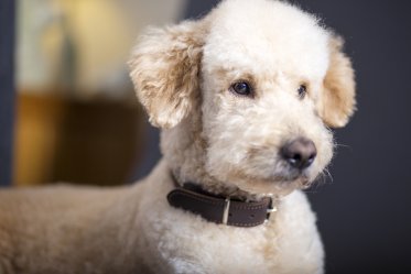 Goldendoodle