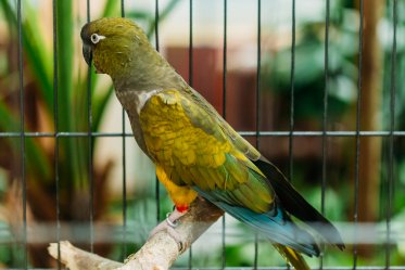 9 Questions Before Adopt a Parrot