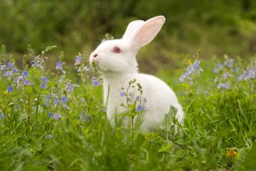 Cage-Free Bunny Tips