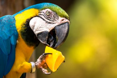 Fruits and Vegetables For Parrot