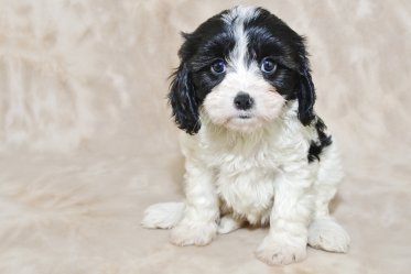 Cavachon Mixed Breed