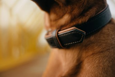 Space between Dog Collar and Neck