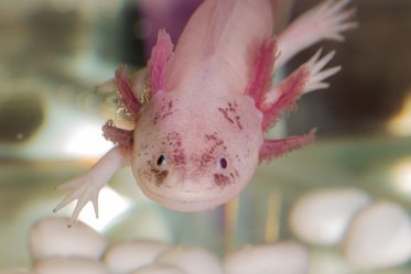 Axolotl as a Pet