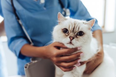 Ways Pet Parents Annoy Vets