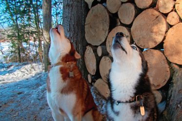 Why Dogs Howl