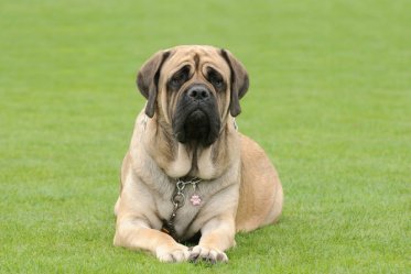 10 Strongest Dogs You Shouldn’t Dare To Mess With