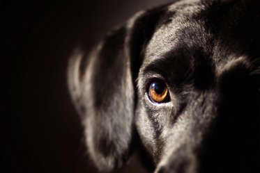 Can Dogs See in the Dark?