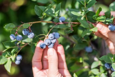 Can Dogs Eat Blueberries?