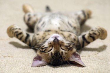 Why Do Cats Sleep So Much?