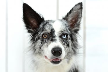 Dogs With Two Different Colored Eyes