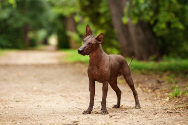 Small Dog Breeds That Don't Shed