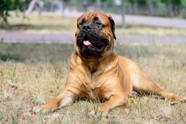 10 Most Dangerous Dog Breeds