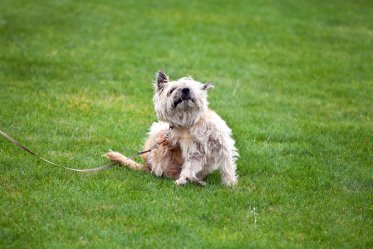 Flea Prevention and Treatment