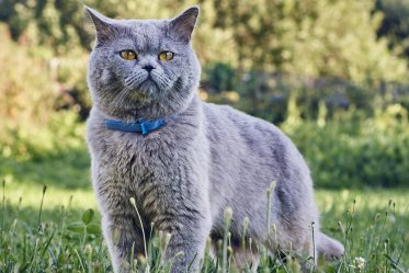 Best Flea Collars for Cats