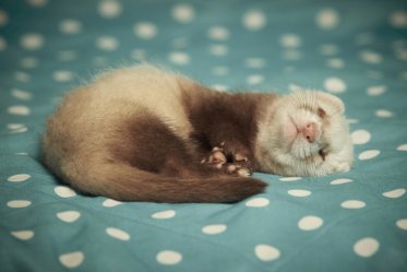 Ferret as a Pet: Cons & Pros