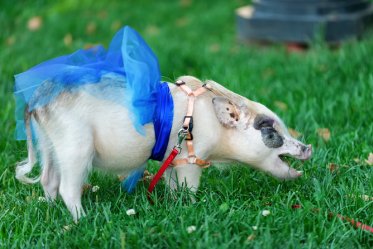 Teacup Pig Food & Diet