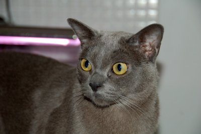 Burmese Cats Facts